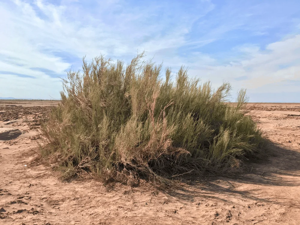 Hoffmannseggia aphylla, planta del desierto